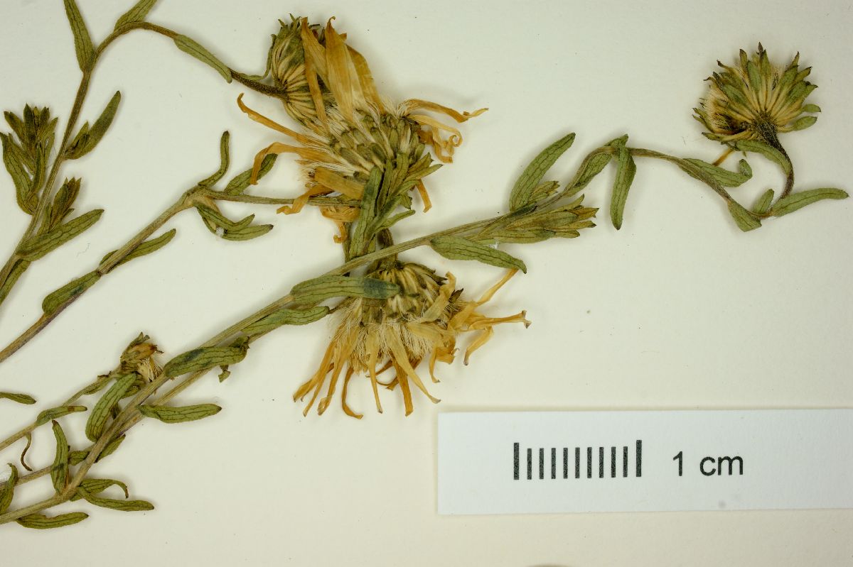 Aster moranensis image