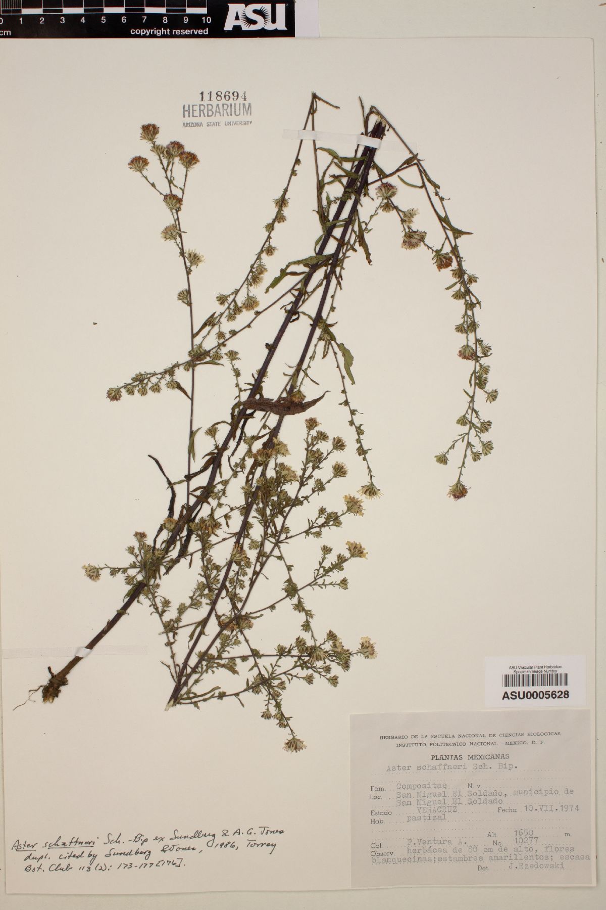 Aster schaffneri image
