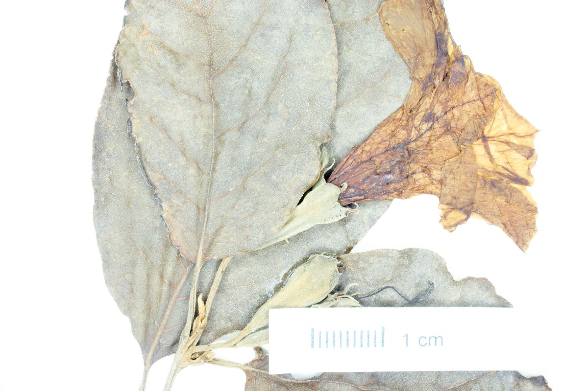 Cordia aberrans image