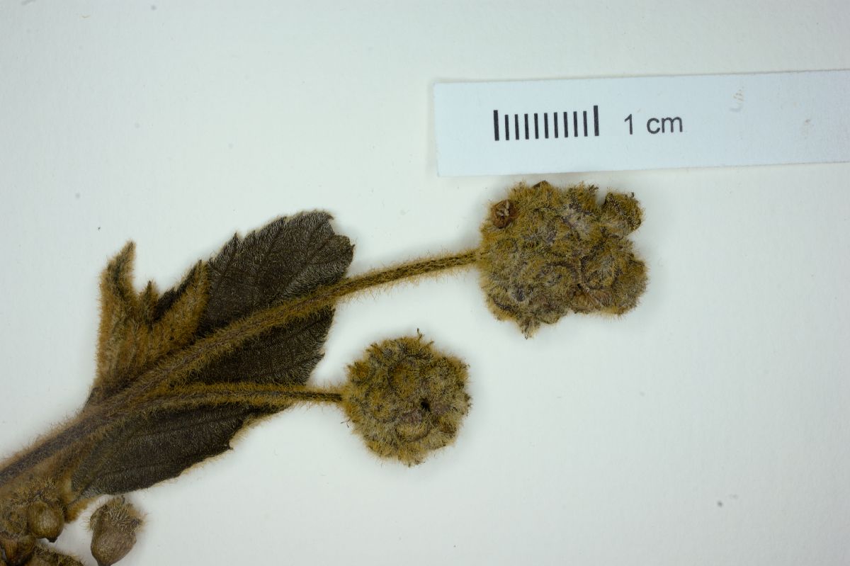 Cordia axillaris image