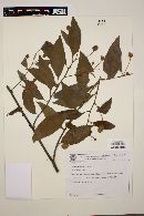 Cordia buddleoides image