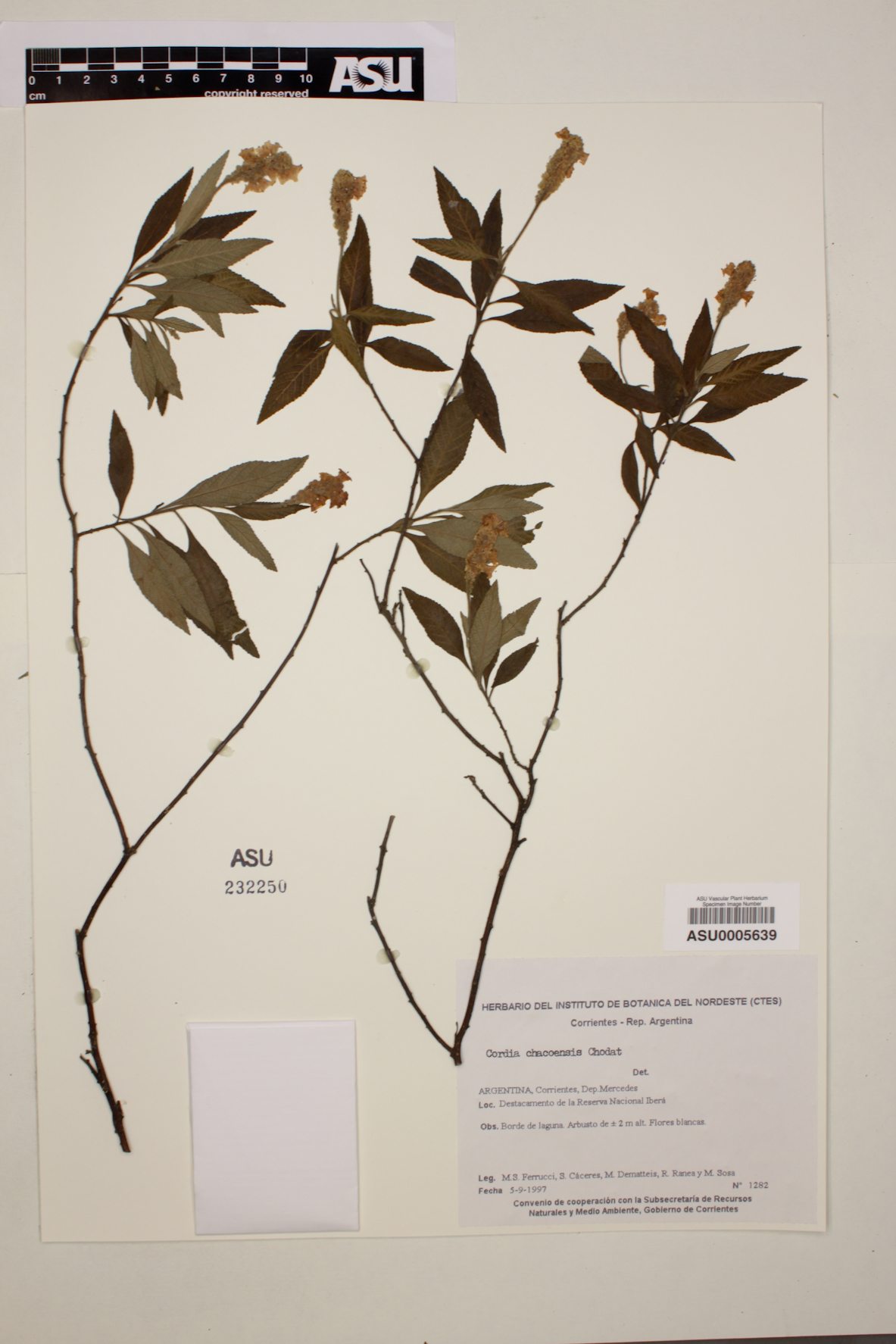 Cordia chacoensis image
