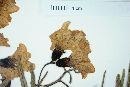Cordia decandra image