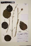 Cordia dichotoma image