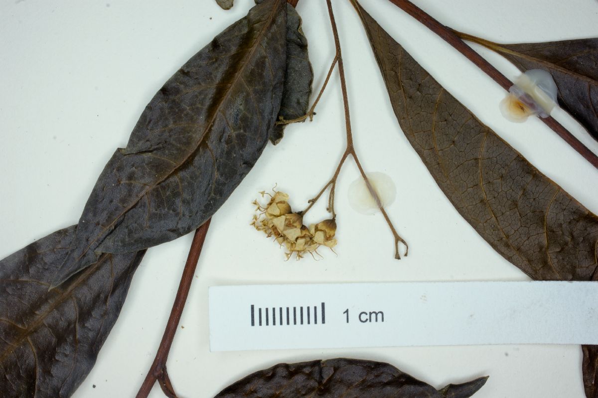 Cordia ecalyculata image