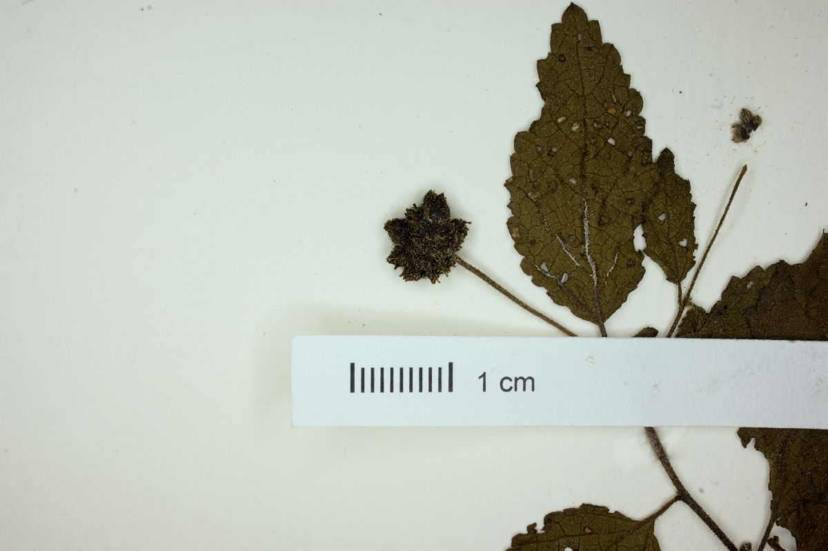 Cordia globosa image