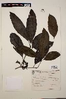 Cordia silvestris image