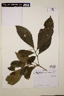 Cordia silvestris image