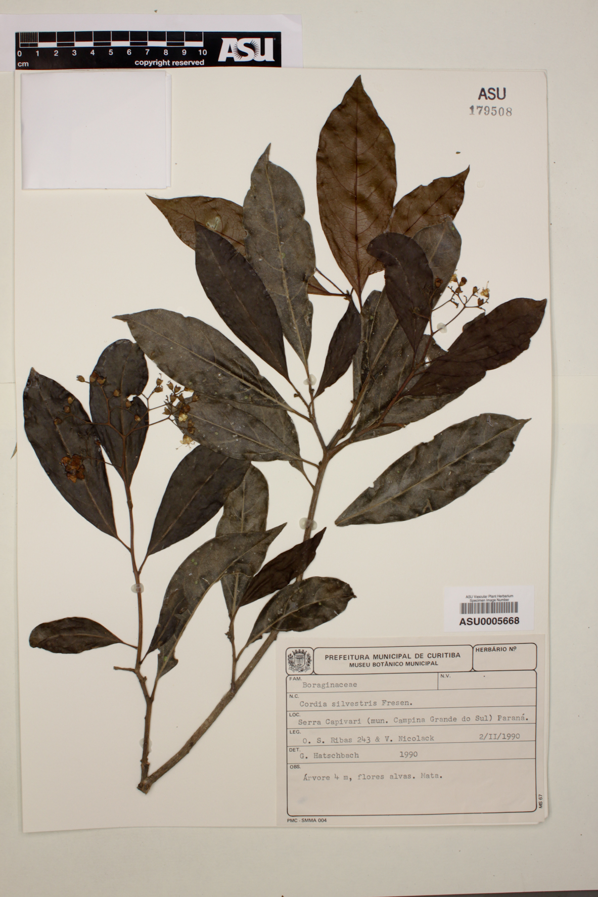 Cordia silvestris image