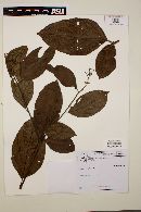 Cordia trachyphylla image