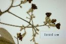 Cordia trichotoma image
