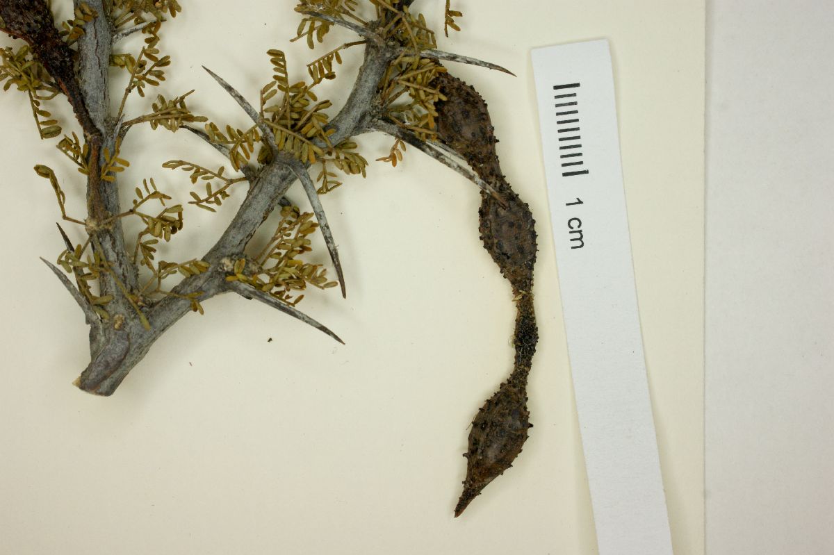 Acacia glandulifera image