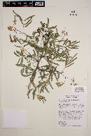 Acacia goldmanii image