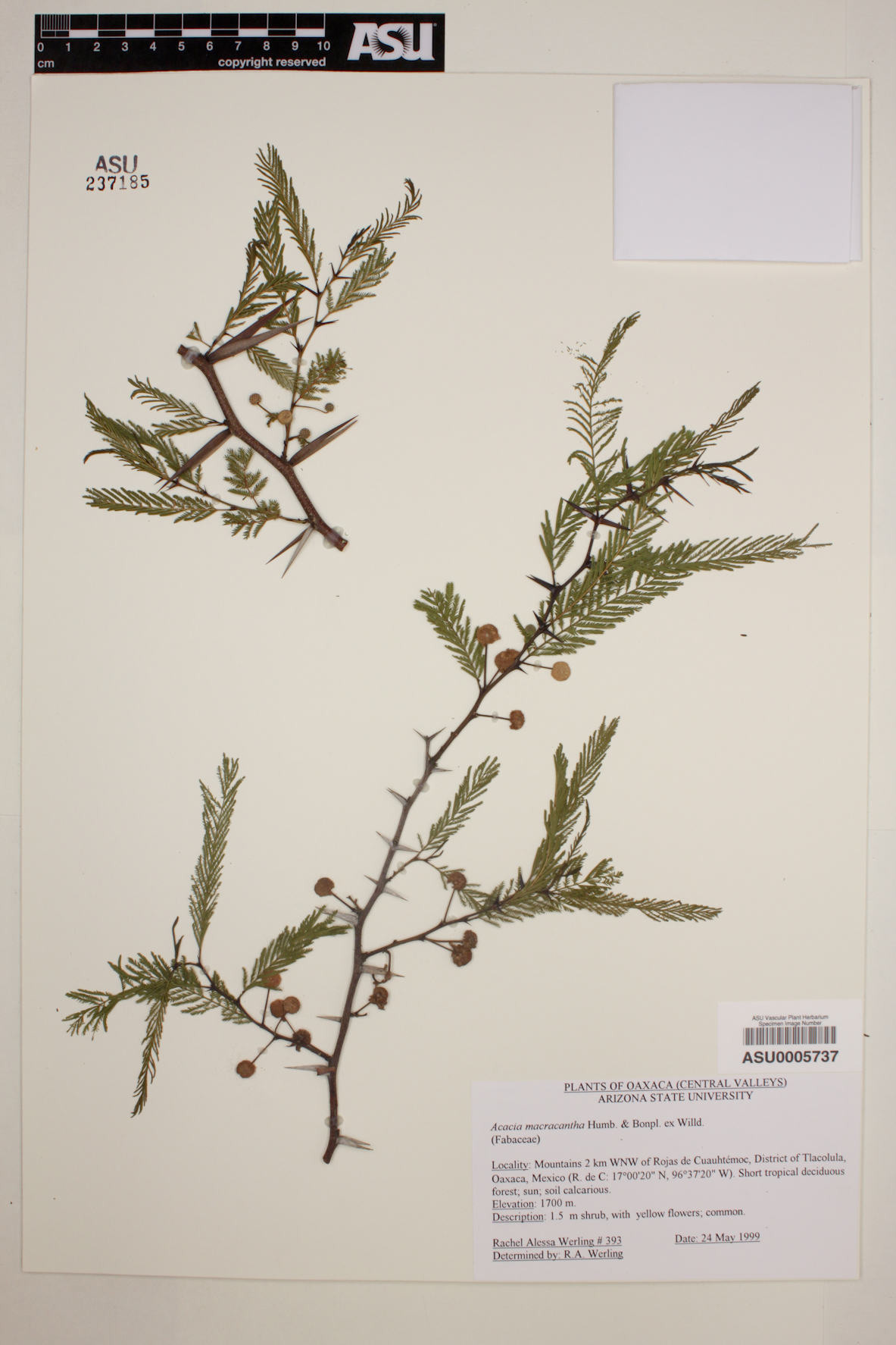 Acacia macracantha image