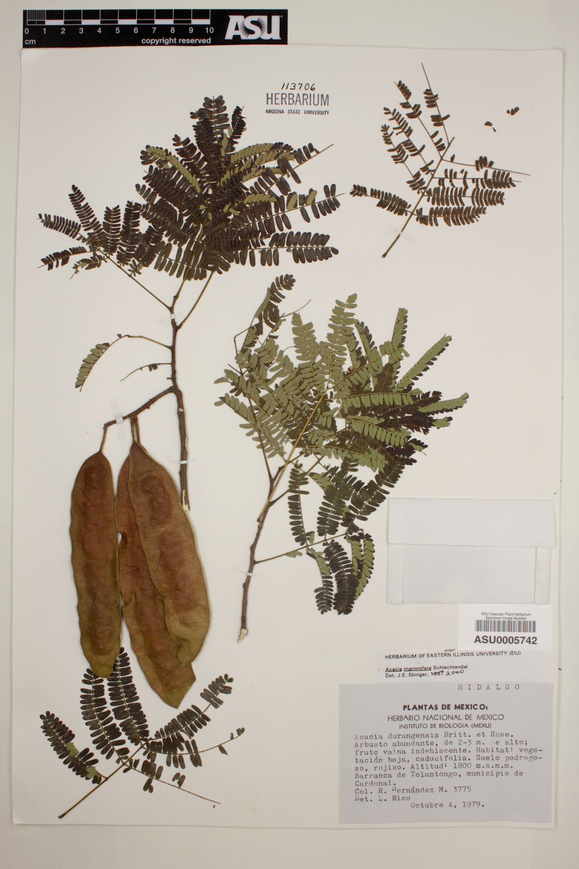 Acacia mammifera image