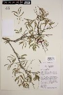Acacia macmurphyi image