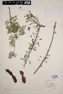 Acacia occidentalis image