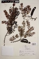 Acacia pennatula image