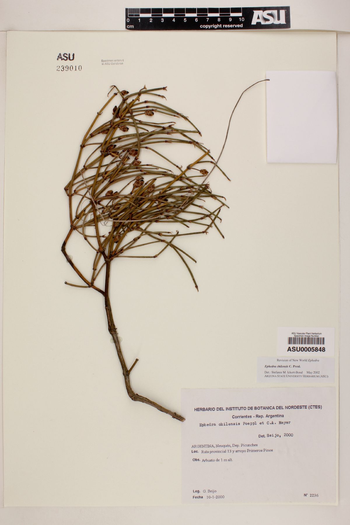 Ephedra chilensis image