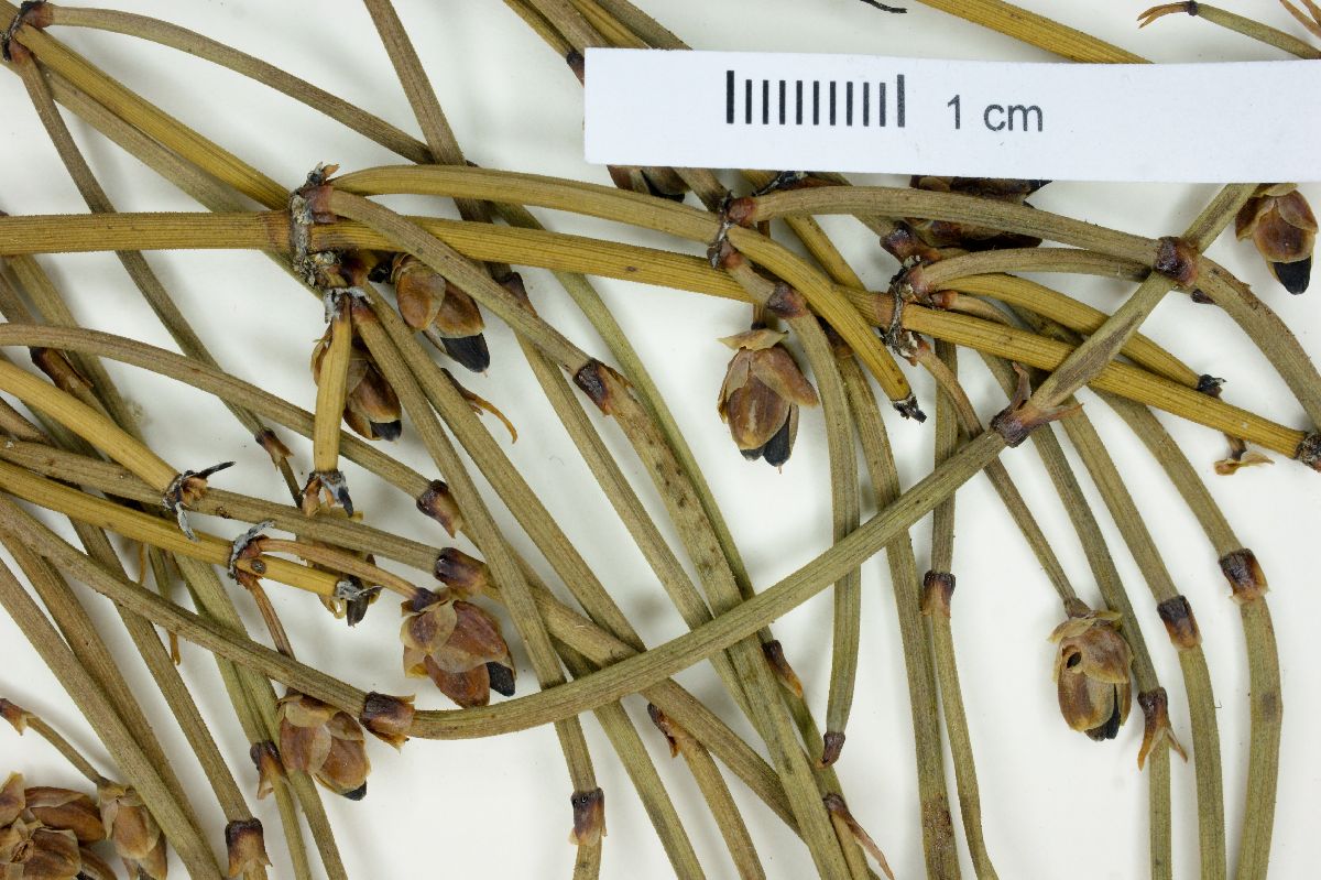 Ephedra chilensis image