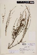 Ephedra gracilis image