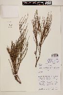 Ephedra chilensis image
