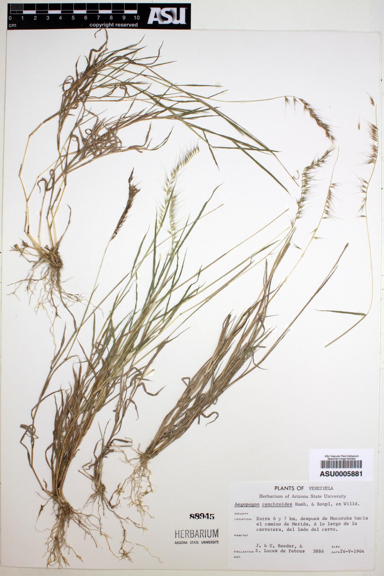 Aegopogon cenchroides image