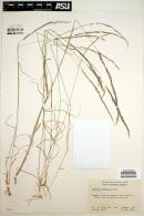Image of Agrostis pallens