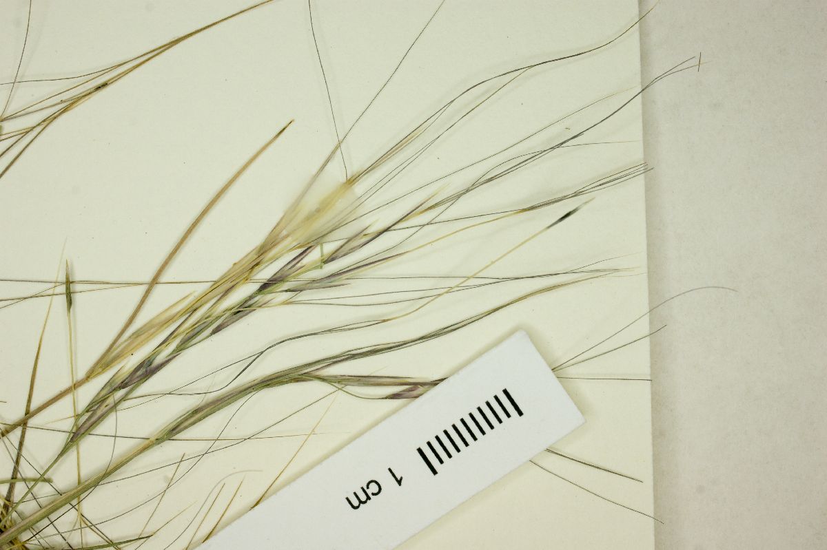 Aristida californica image