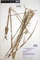 Andropogon bicornis image