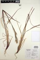 Andropogon glomeratus image