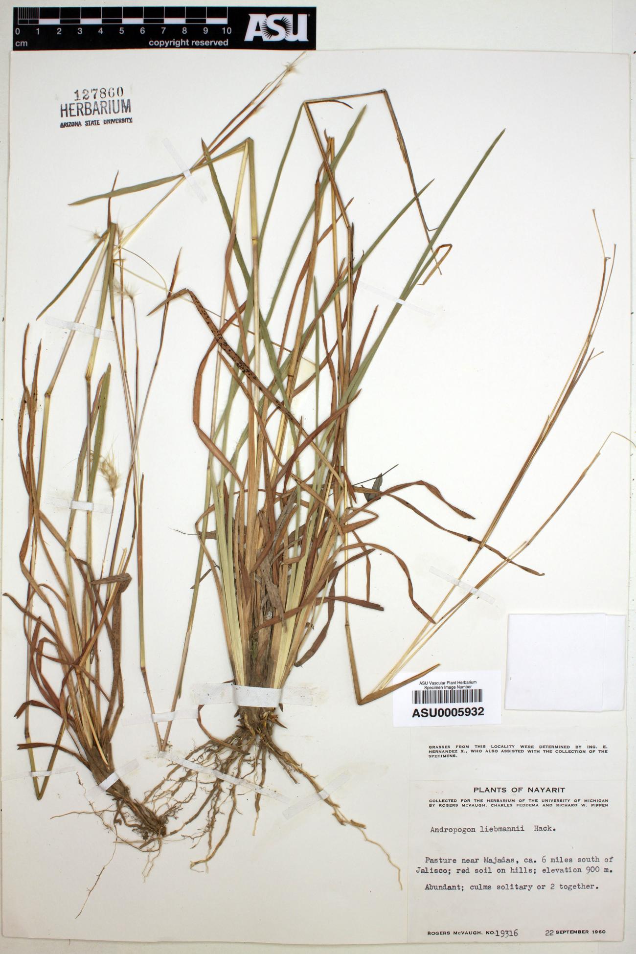 Andropogon image