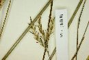 Andropogon lateralis image