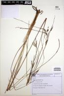 Image of Andropogon lateralis