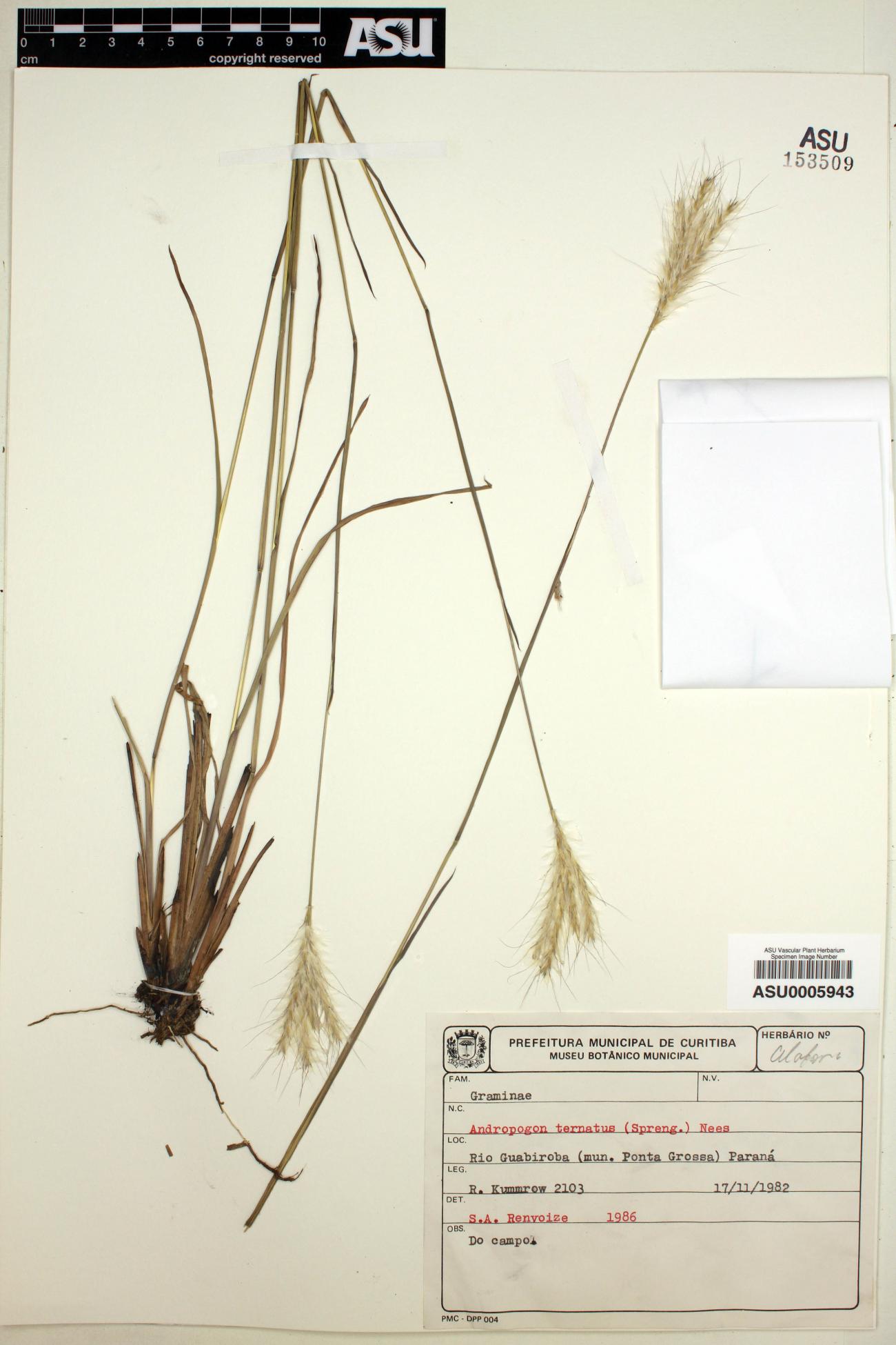 Andropogon image