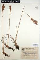 Andropogon virgatus image