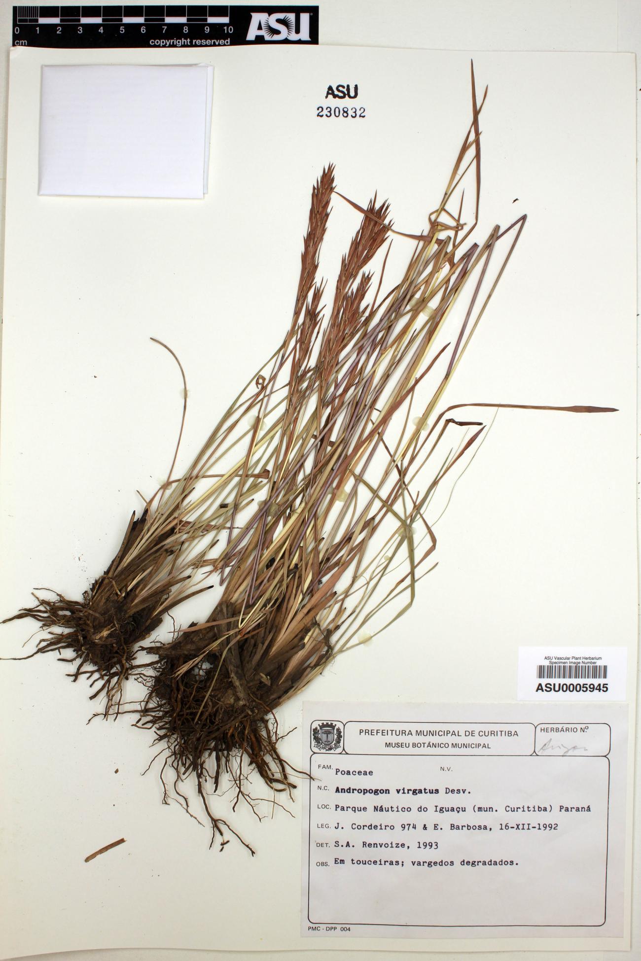 Andropogon virgatus image