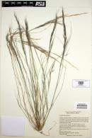 Aristida adscensionis image