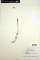 Aristida adscensionis image