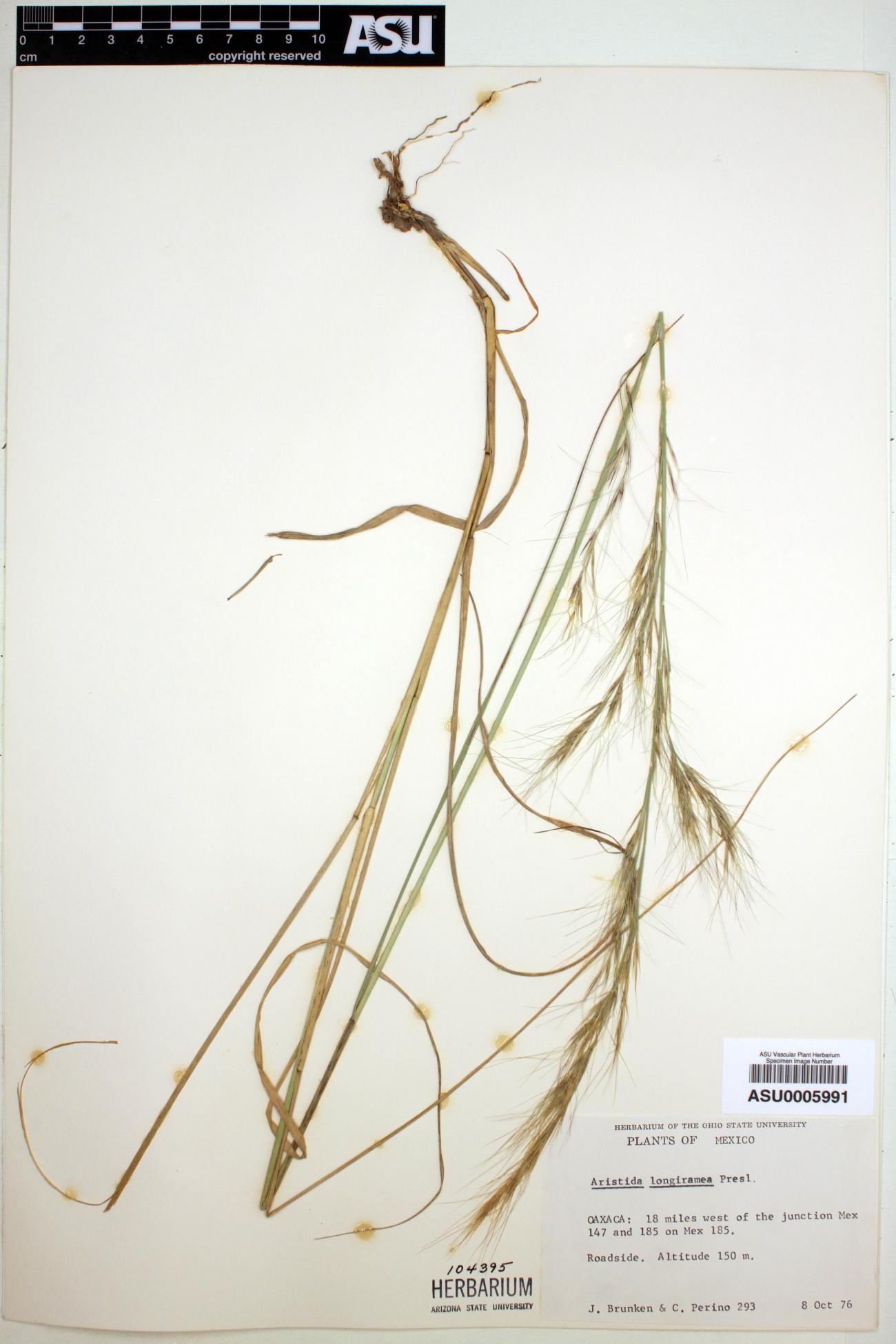 Aristida longiramea image