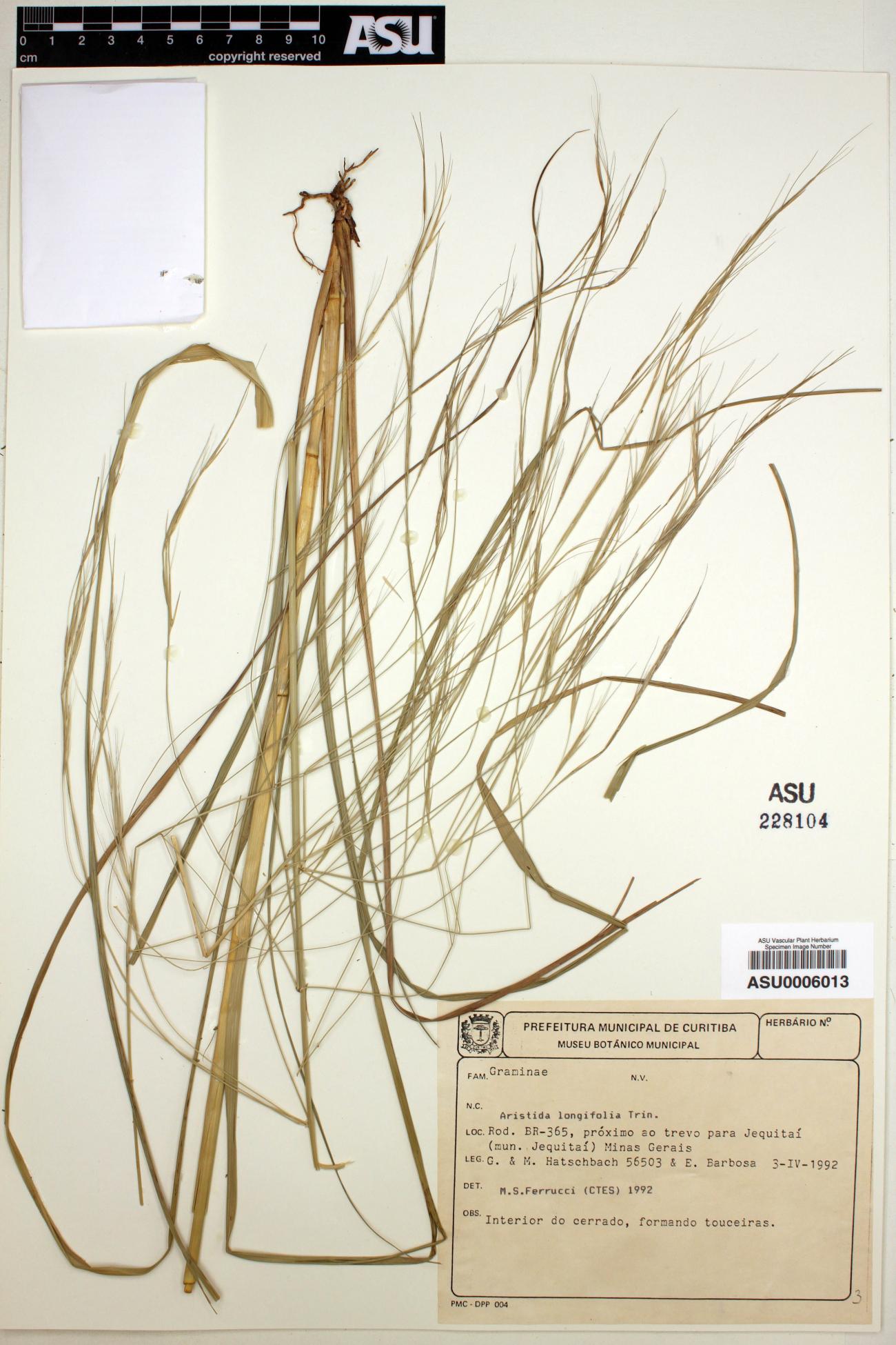 Aristida longifolia image