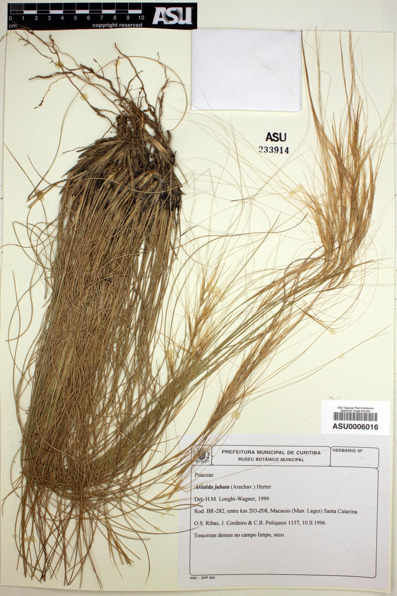 Aristida jubata image