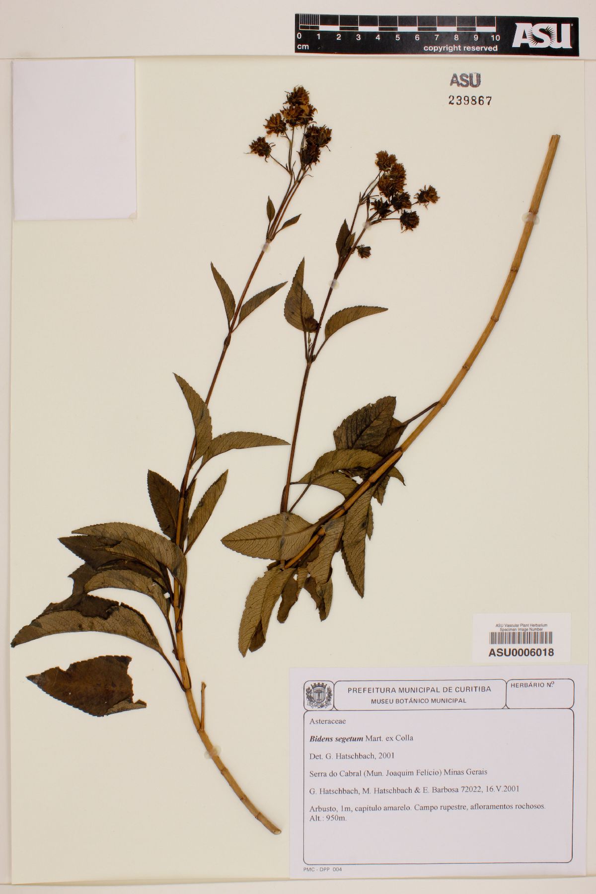 Bidens segetum image