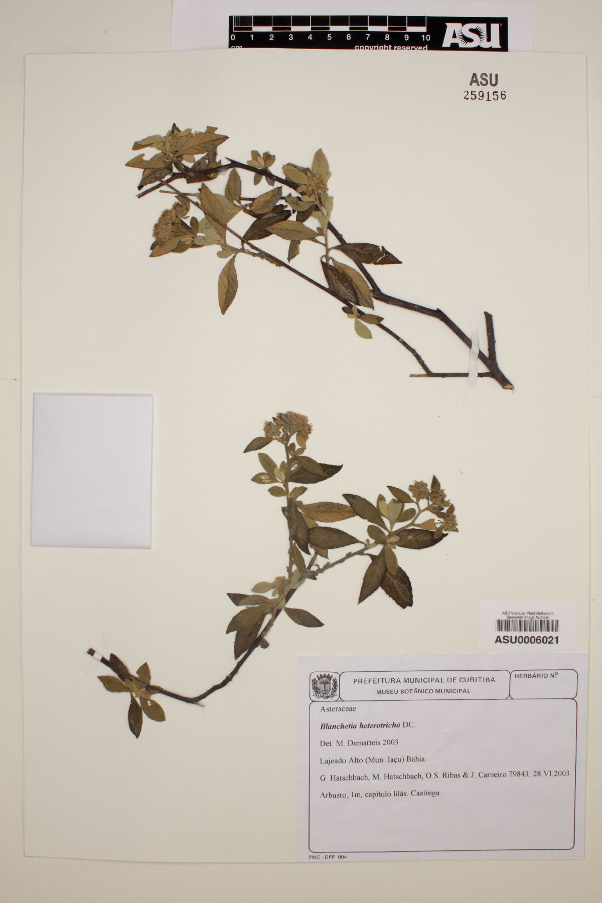Blanchetia heterotricha image
