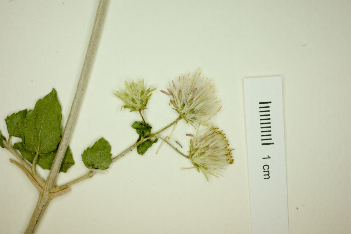 Brickellia brandegeei image