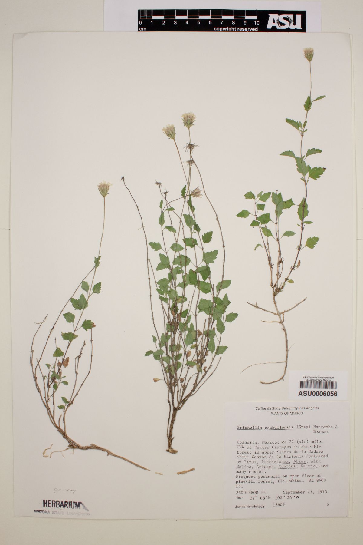 Brickellia coahuilensis image