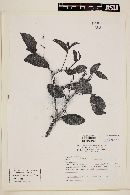 Psidium brownianum image
