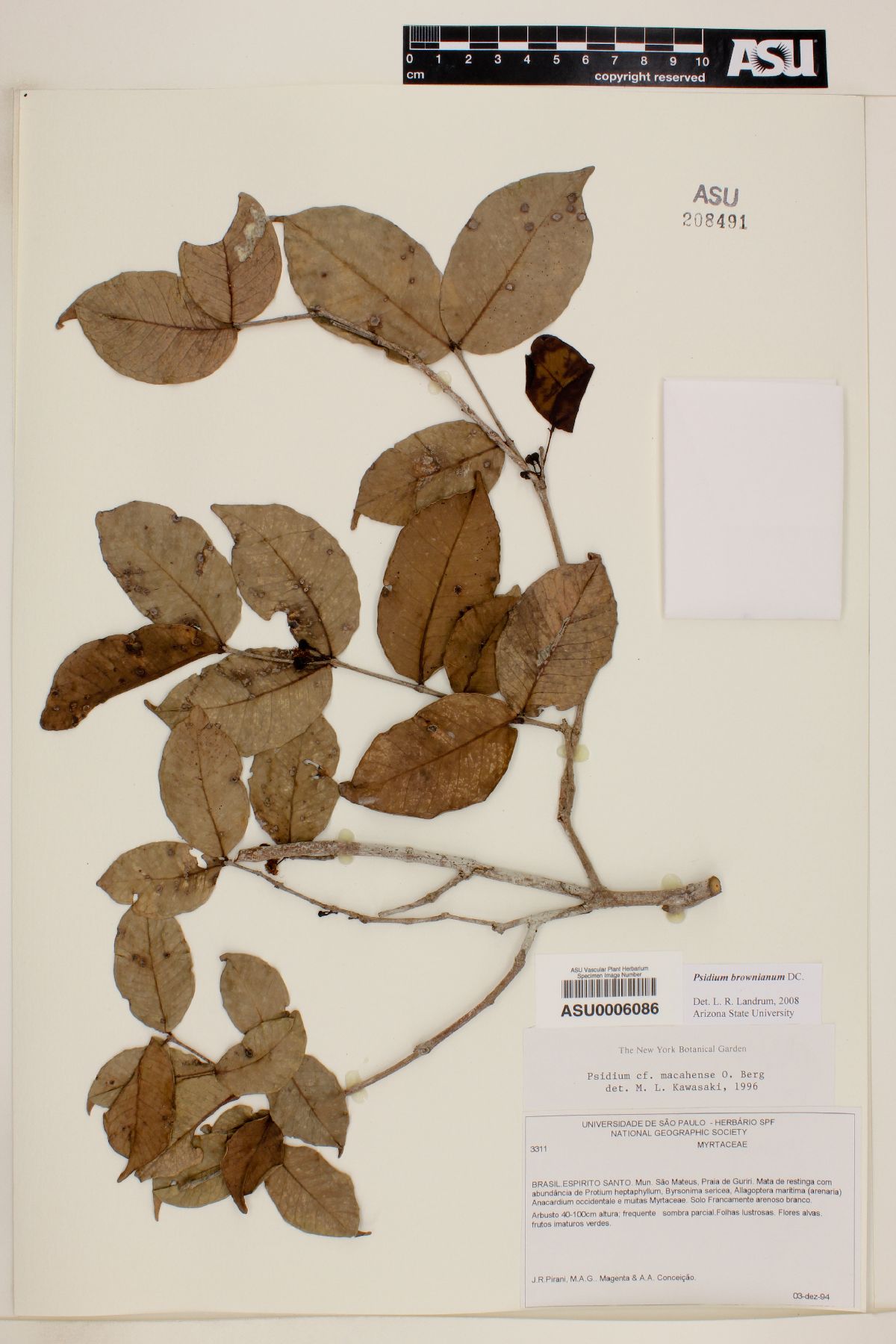 Psidium brownianum image