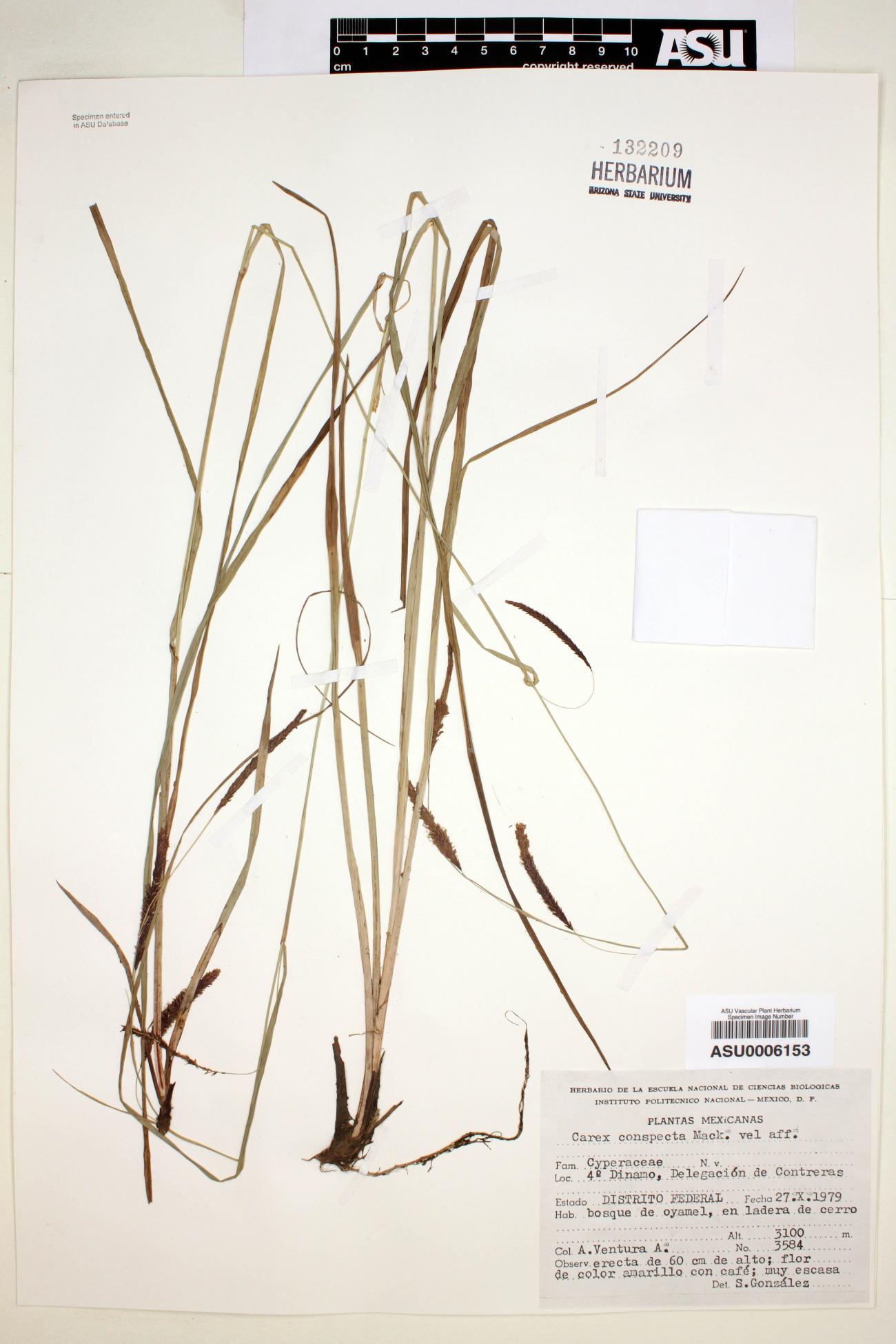 Carex conspecta image
