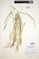 Image of Carex percostata